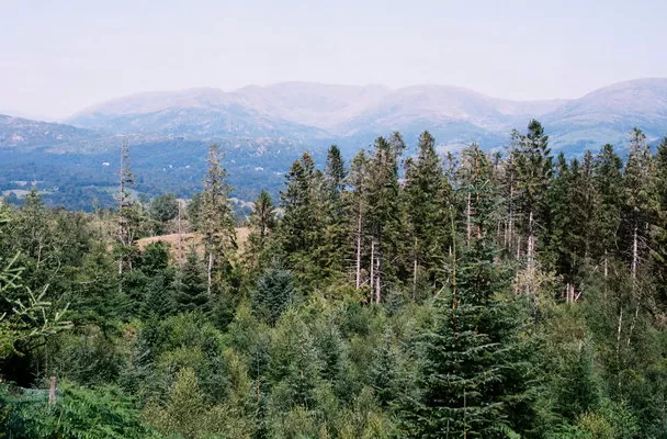 Diseased or dead trees can be easily identified through aerial inspections using drones.